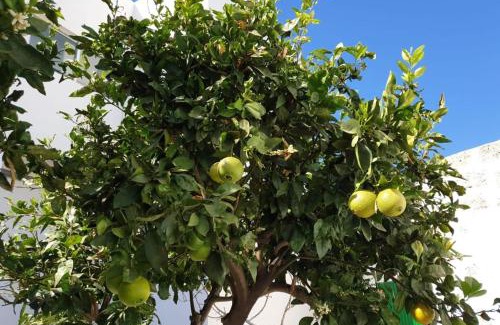 Arico el Nuevo Apartamento | Apartament in arico