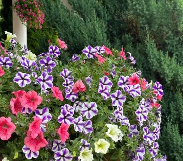 Goldap Apartamento | Apartamenty Euphoria