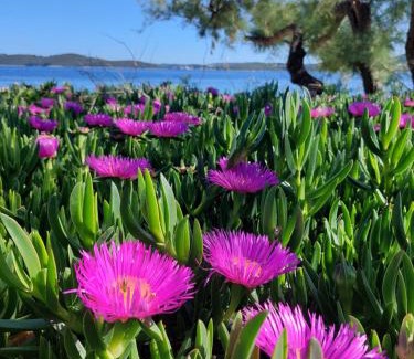 Kuciste Apartamento | Apartmani BaSaDa by the sea Kuciste - Perna, Peljesac - 4545