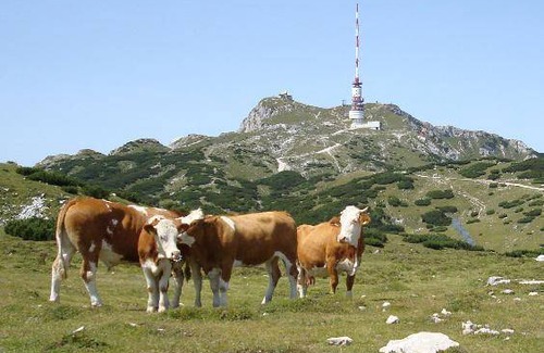 Notsch im Gailtal Apartamento | Apartamento ∙ 1 habitación ∙ 5 personas