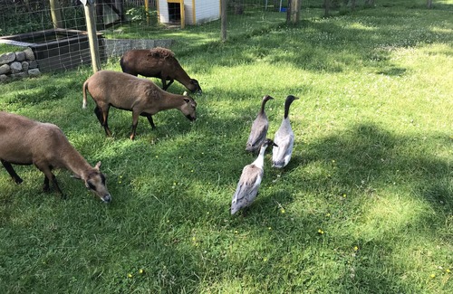 Kirchtimke Apartamento | Apartamento en el campo entre Bremen y Hamburgo