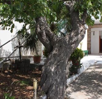 Kali Apartamento | Apartments by the sea Kali, Ugljan - 8269