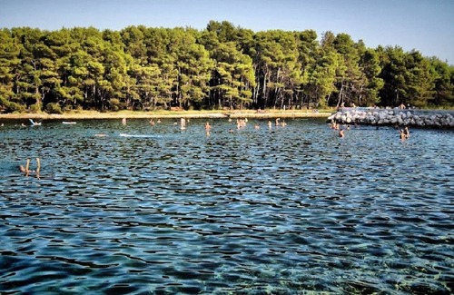 Molat Apartamento | Apartments Mia - Ap5 - Molat, Isla Molat