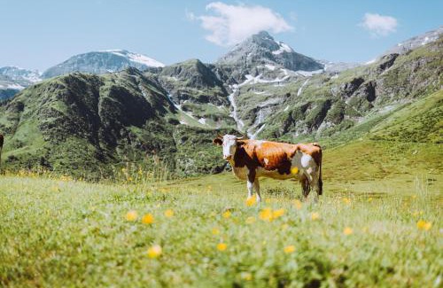 Schwarzach im Pongau Apartamento | Appartement Tauernlife