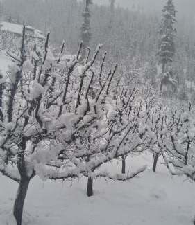 Pahalgam Apartamento | Apple Garden view and restaurant