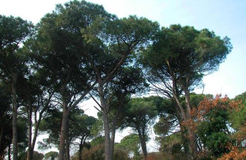 Marina di Ravenna Apartamento | Ariston Vacanze