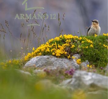 Armano Casa | Armaño 12