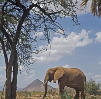 Samburu Cabina | Ashnil Samburu Camp