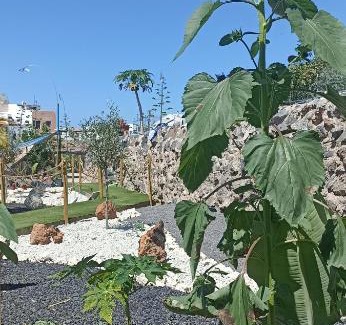 Adeje Otro | Asociación deportiva TAGOROR LOS OLIVITOS