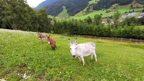 Bruck an der Grossglocknerstrasse Apartamento | Viehhofgut