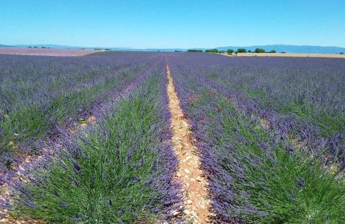 Valensole Casa | Au pays de la lavande.