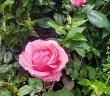 Sainte-Therence Casa | Aux Roses