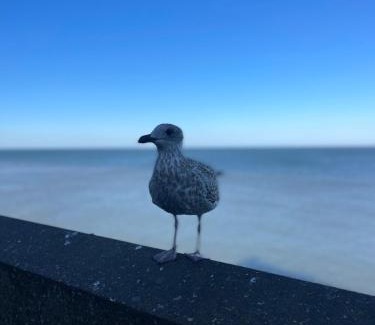 Sheringham Casa | Avocet Cottage Sheringham