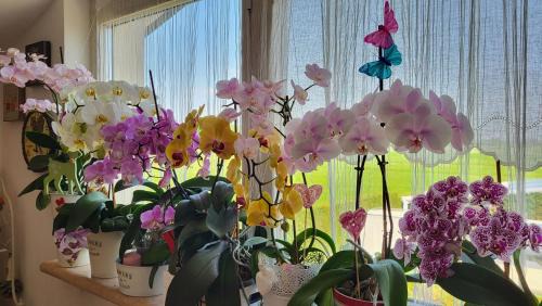 Villafranca di Verona Cama Y Desayuno | B&B A casa di Eleonora