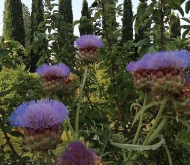 Rivotorto Cama Y Desayuno | B&B La Giara di Assisi