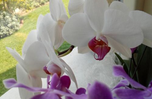 Lugana Cama Y Desayuno | B&B Rosalu - Adults Only