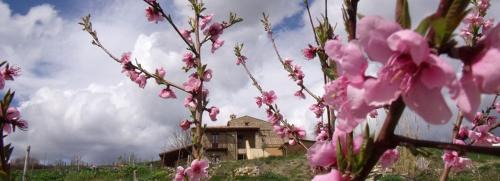 Colledara Cama Y Desayuno | B&B Scacciapensieri - Vini d'Altura