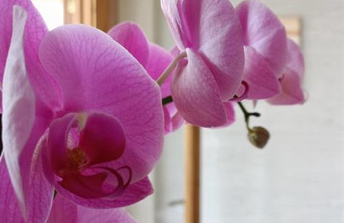 Ricadi Cama Y Desayuno | B&B villa orchidea