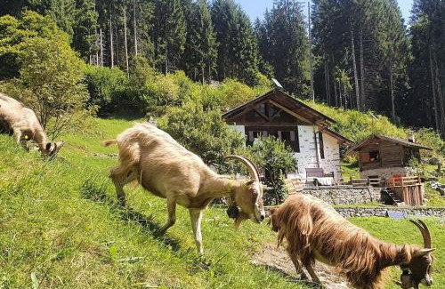Pinzolo Chalet De Esquí | Baita - Chalet tra Pinzolo e Madonna di Campiglio