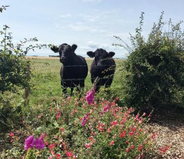 Limavady Casa | Ballymultimber Cottages - mountain views near beach
