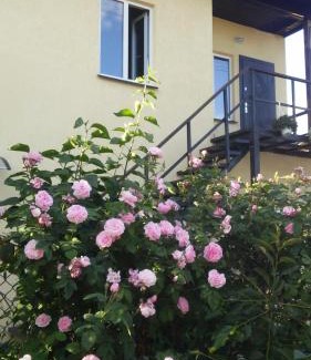 Darnyckyj Apartamento | Bambukovyi Gai