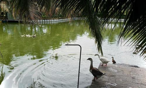 Cu Chi Casa | Bao Ong Thien Retreat - Khu Nghỉ Dưỡng Bào Ông Thiền