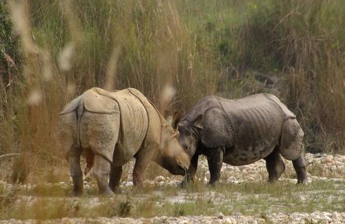 Bardia Complejo | Bardia Wildlife Resort
