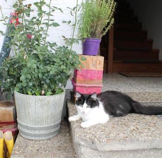 Nussdorf am Attersee Casa | Bauernhof Familie Knoblechner