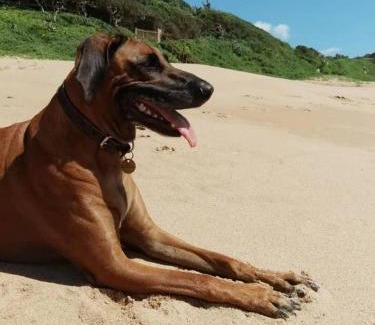 Zinkwazi Beach Casa | Beachfront petfriendly cottage