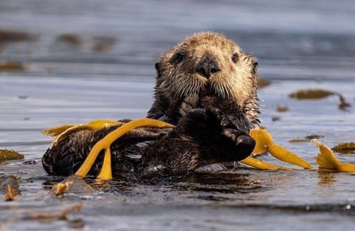 Sitka Alquiler De Eote | Bear Paw Yacht Your All-Inclusive Charter Boat to Explore Sitka Waters