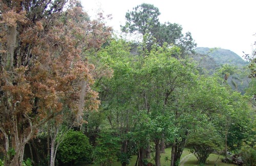 Teresopolis Cabaña | Beautiful house with 9,000m2 of gardens, wifi, 4 suites and close to Golf - 06 rooms