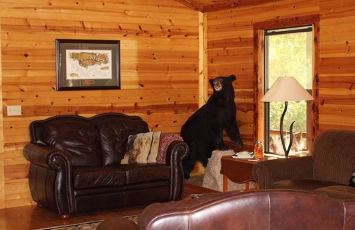 Mountain View Cabina | Beautifully equipped log cabin minutes from world class trout fishing