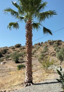 Alora Cama Y Desayuno | Bed & Breakfast Casa Ceratonia