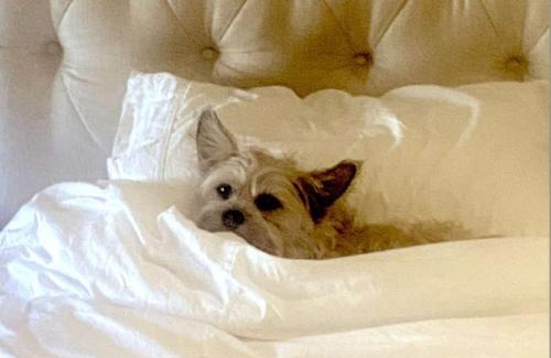 Villas Casa | Beechwood by the Bay Dog Friendly