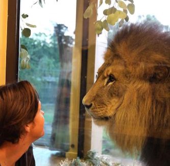 Town of Sullivan Casa | Big Cat Bungalows at The Haven - Lion 2