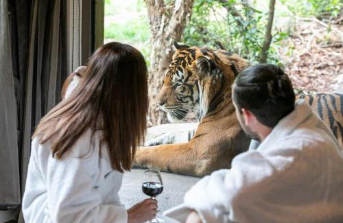 Town of Sullivan Casa | Big Cat Bungalows at The Haven - Lion 2