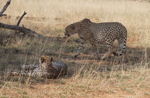Hoedspruit Chalet De Esquí | Big Game Camp en Private Reserve en Greater Kruger Area