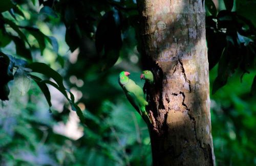 Wanchawala Cabina | Birds Bliss Cabana