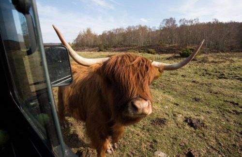 Contin Casa | Bluebell Lodge - Sleeps 4 Hot Tub Loch & Woodland