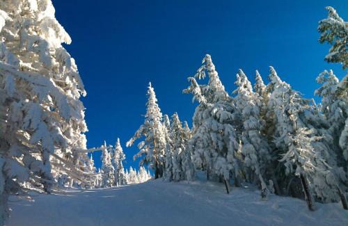 River West Casa | Bluebird Day - Hummingbird Cottage