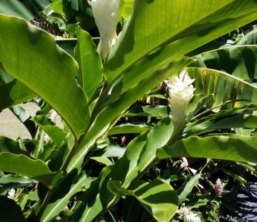 Rarotonga Casa | Boaza Place