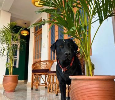 Gunehr Cama Y Desayuno | Boho Thikana - Homestay in Bir