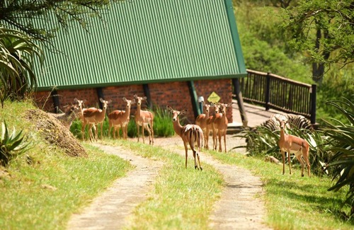 Merrivale Apartamento | Bonnie View Game Lodge