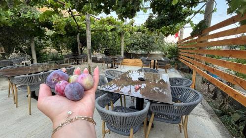Borsh Casa | Borsh Selavi Guest House