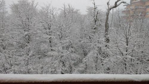 Pinto Apartamento | Bosque Nevado