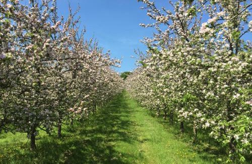 Ottery St Mary Otro | Bowhayes Farm - Camping & Glamping - Bell Tents - Cider Orchard