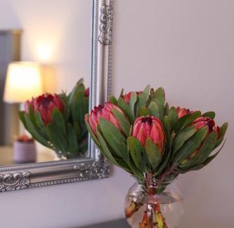 Heldervue Apartamento | Brookshill - Protea suite