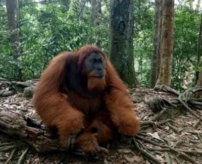 Bukit Lawang Cabina | Brown Bamboo Guest house & jungle trekking orang-utan