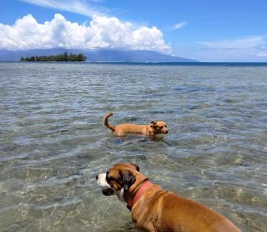 French Polynesia Casa | Bungalow les pieds ds l eau, La Maison Bleue
