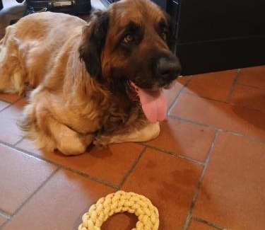 Avenza Apartamento | C è posto per te PETFRIENDLY